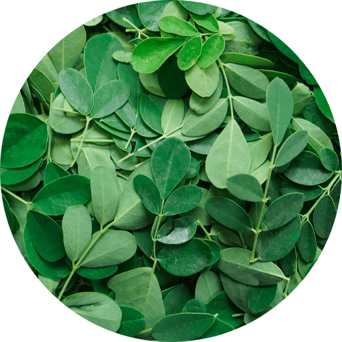 moringa